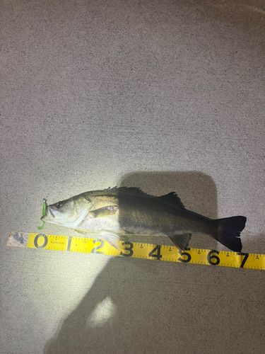 シーバスの釣果
