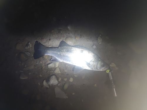 フッコ（マルスズキ）の釣果