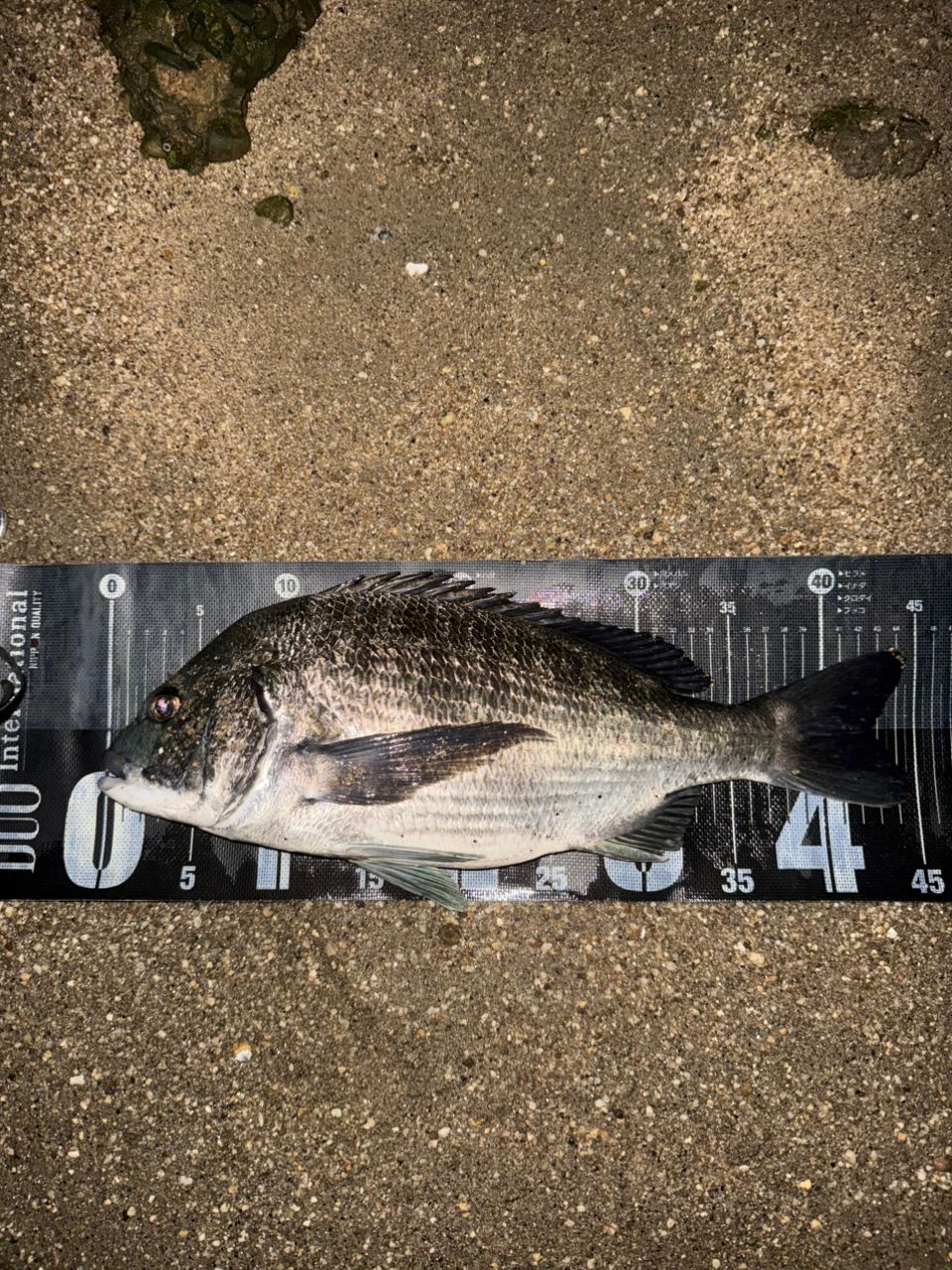 DAIWA 22シルバーウルフ SV TW PE スペシャル 1000XHの最安値