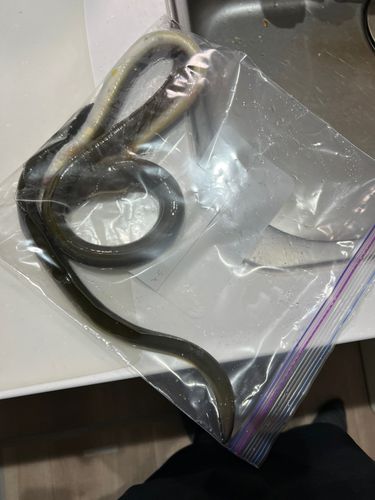 ウナギの釣果