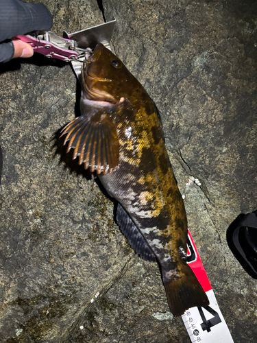 アイナメの釣果