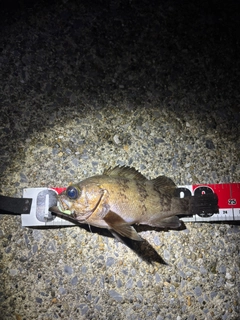 メバルの釣果