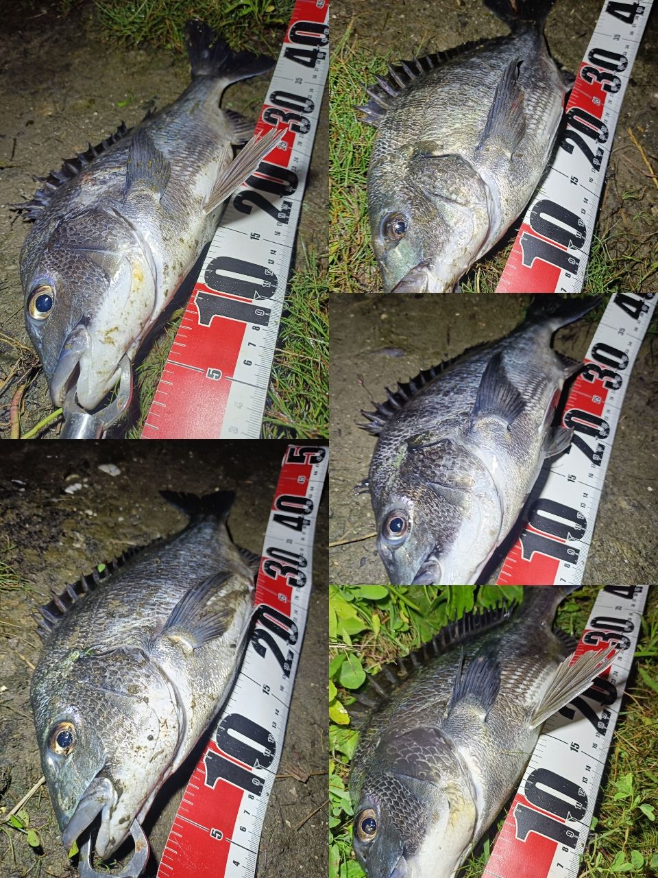 DAIWA 19ラテオ R 100MLの最安値・インプレ・釣果 | 本音の口コミが
