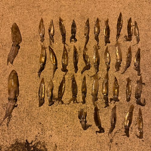 スルメイカの釣果
