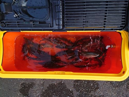 アユの釣果