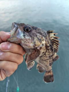 クロソイの釣果