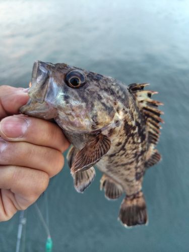 クロソイの釣果