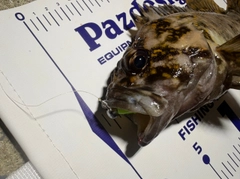 オウゴンムラソイの釣果