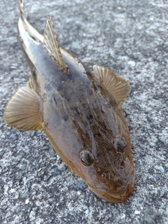 マゴチの釣果