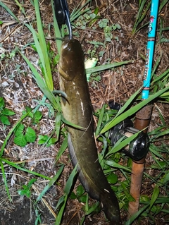ナマズの釣果