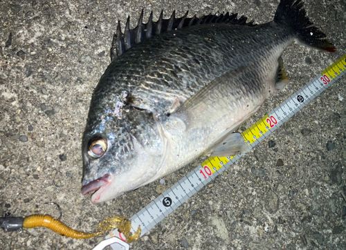 キビレの釣果