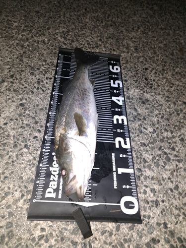 スズキの釣果