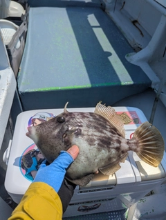 ショウサイフグの釣果