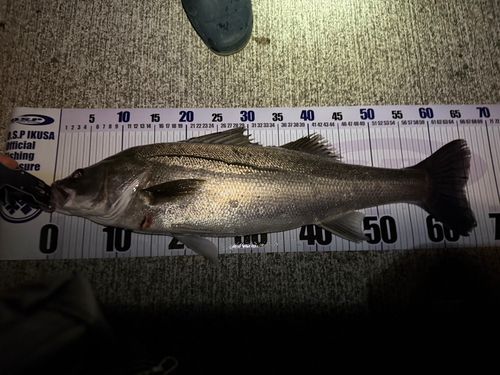 シーバスの釣果