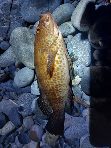 オオモンハタの釣果