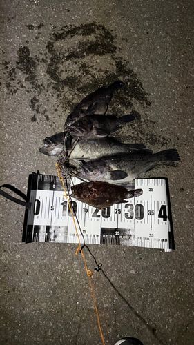 クロソイの釣果