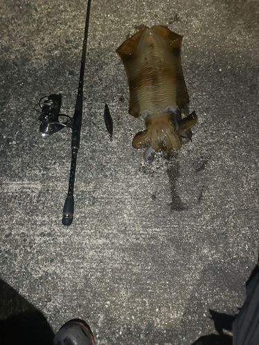 アオリイカの釣果