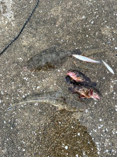 アラカブの釣果