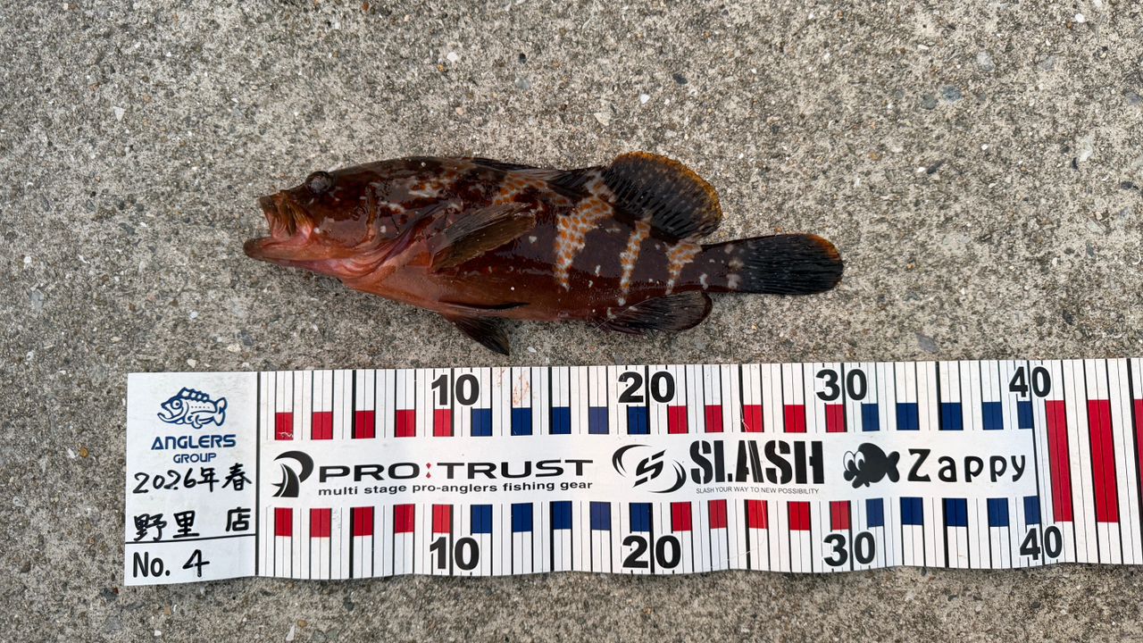アコウの釣果写真