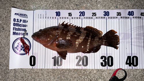 アコウの釣果