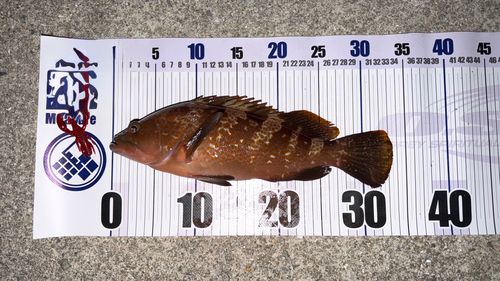 アコウの釣果