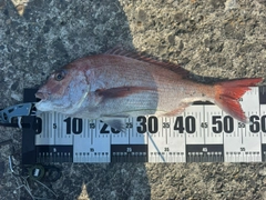 タイの釣果