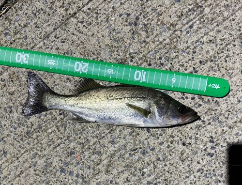 ヒラスズキの釣果