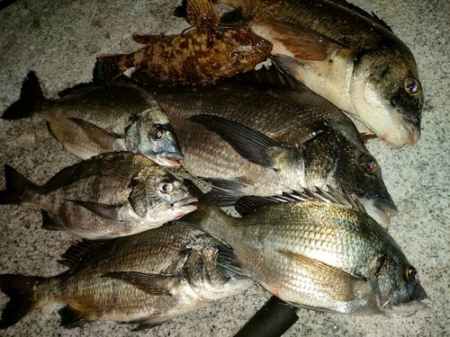 チヌの釣果