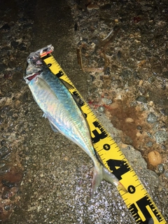 マアジの釣果