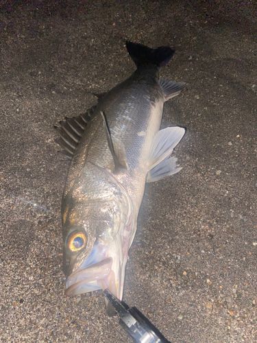 セイゴ（タイリクスズキ）の釣果