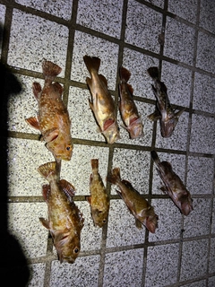 カサゴの釣果