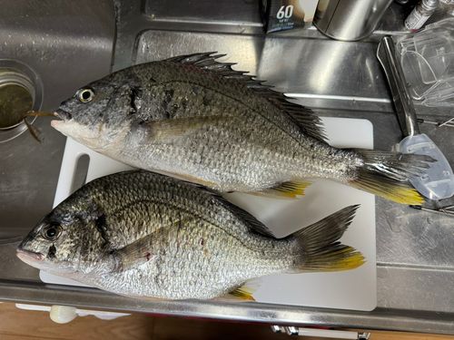 キビレの釣果