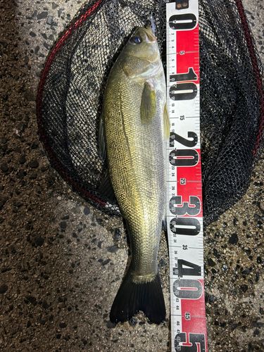 セイゴ（マルスズキ）の釣果