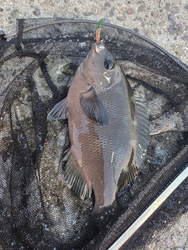 メジナの釣果