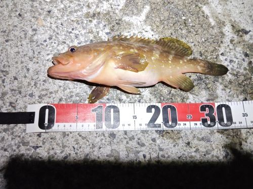 アコウの釣果