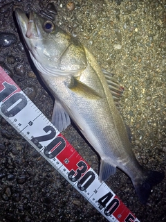 フッコ（マルスズキ）の釣果