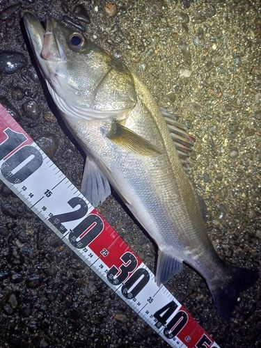 フッコ（マルスズキ）の釣果