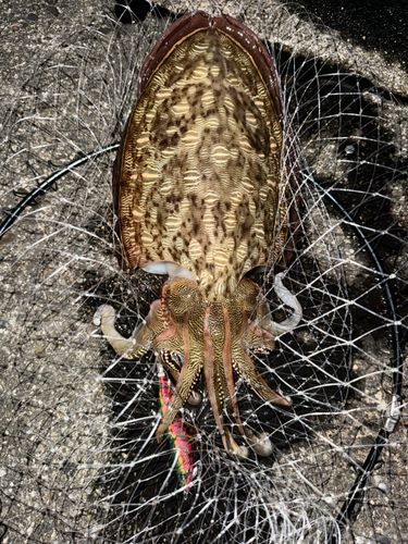 コウイカの釣果