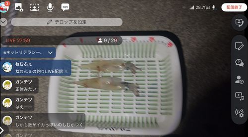 ヤリイカの釣果