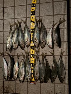 マアジの釣果