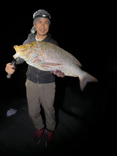 タマンの釣果
