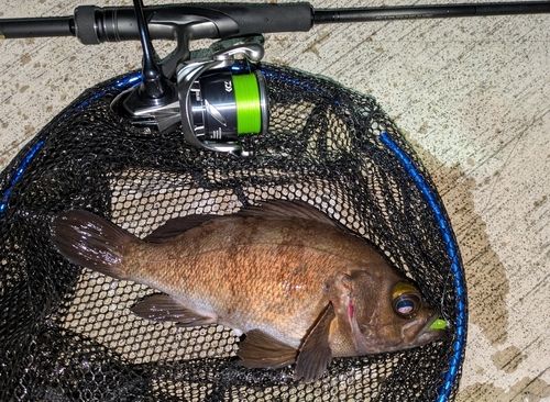 メバルの釣果