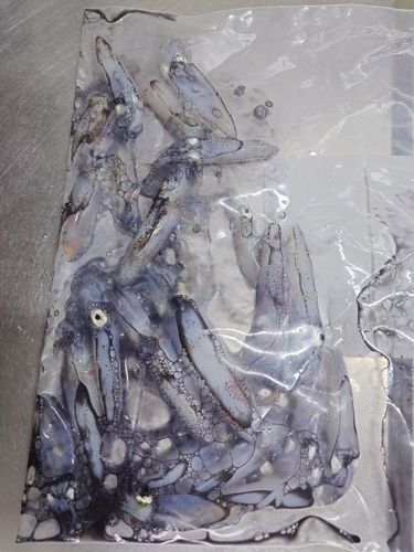 ヒイカの釣果