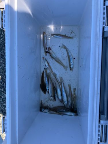 キスの釣果