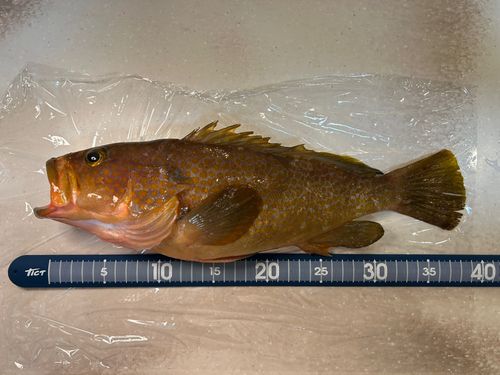 アコウの釣果
