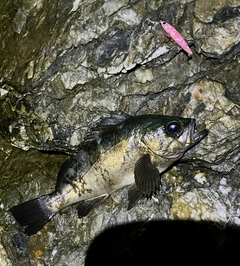 クロメバルの釣果