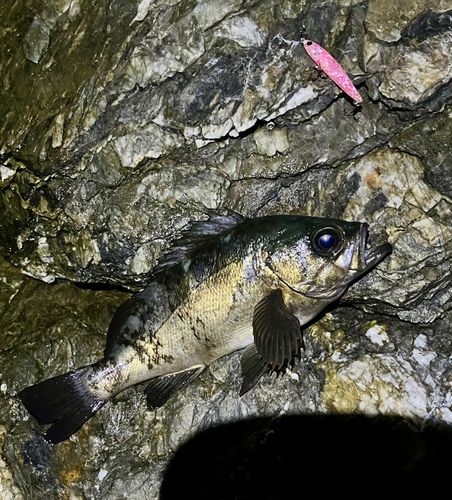 クロメバルの釣果