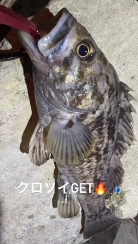 クロソイの釣果
