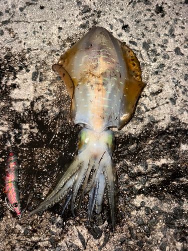 アオリイカの釣果