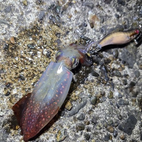 ケンサキイカの釣果